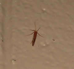Psychoglypha