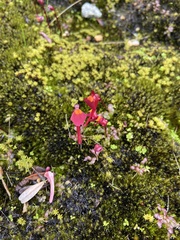 Utricularia menziesii