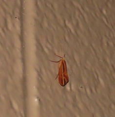 Psychoglypha