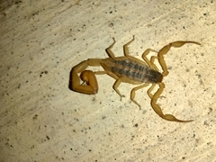 Centruroides