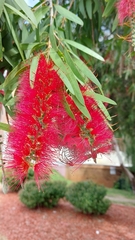 Melaleuca viminalis
