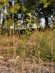 Kummerowia stipulacea