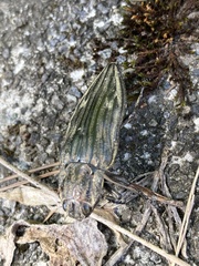 Chalcophora japonica japonica