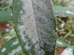 Golovinomyces magnicellulatus