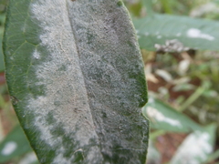 Golovinomyces magnicellulatus