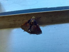 Hypanchyla fuscibasalis