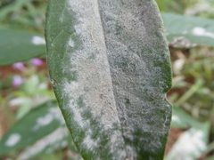 Golovinomyces magnicellulatus