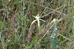 Caladenia venusta