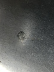 Bythotrephes longimanus