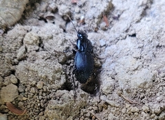 Pterostichus