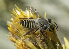 Megachile
