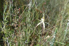 Caladenia venusta