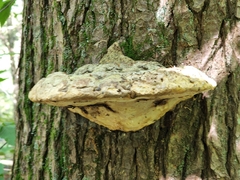 Pseudoinonotus dryadeus