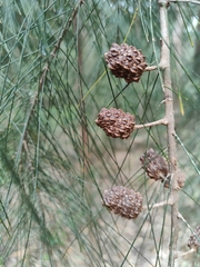 Casuarina equisetifolia