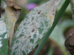 Golovinomyces magnicellulatus