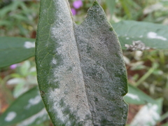 Golovinomyces magnicellulatus