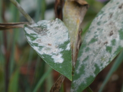Golovinomyces magnicellulatus