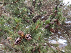 Pinus balfouriana