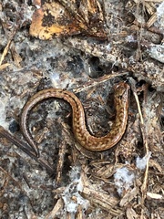 Batrachoseps attenuatus