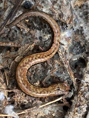 Batrachoseps attenuatus