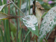 Golovinomyces magnicellulatus