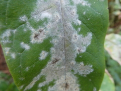 Golovinomyces magnicellulatus