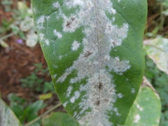 Golovinomyces magnicellulatus