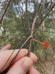 Casuarina equisetifolia