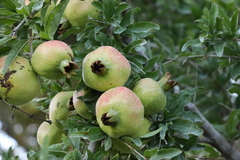 Punica granatum
