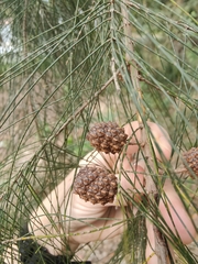 Casuarina equisetifolia