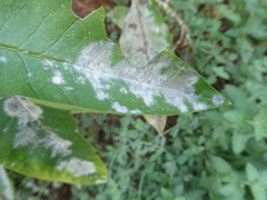Golovinomyces magnicellulatus