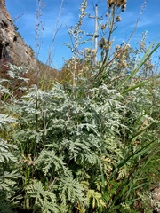 Artemisia messerschmidtiana