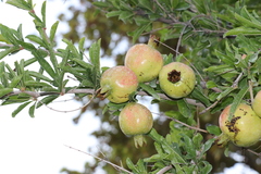 Punica granatum