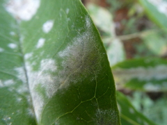 Golovinomyces magnicellulatus