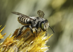 Megachile