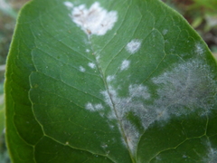 Golovinomyces magnicellulatus