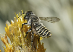 Megachile