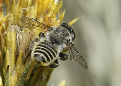 Megachile