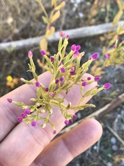 Zeltnera muehlenbergii