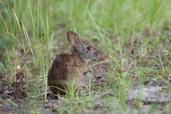 Sylvilagus palustris