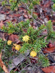 Acacia echinula