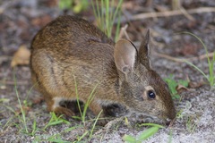 Sylvilagus palustris