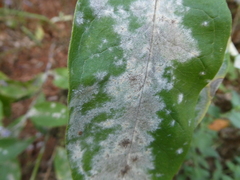 Golovinomyces magnicellulatus