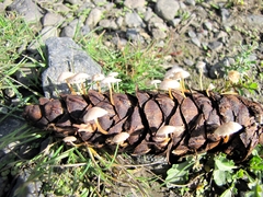 Strobilurus trullisatus