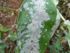 Golovinomyces magnicellulatus