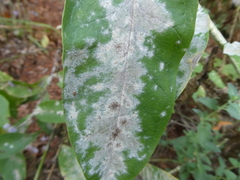 Golovinomyces magnicellulatus