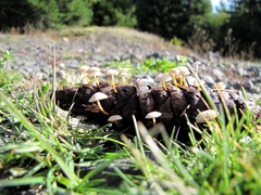 Strobilurus trullisatus