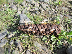 Strobilurus trullisatus