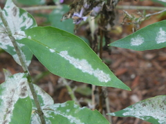 Golovinomyces magnicellulatus