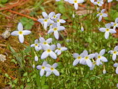 Houstonia caerulea